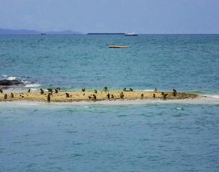 Koh Klet Kaew (Monkey Island)